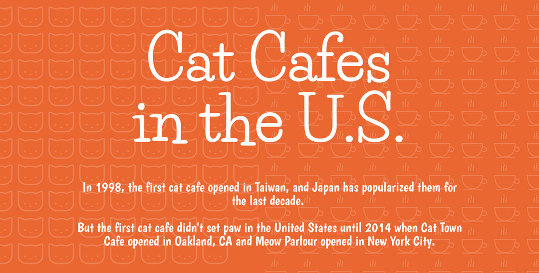 Cat Cafes in the U.S.