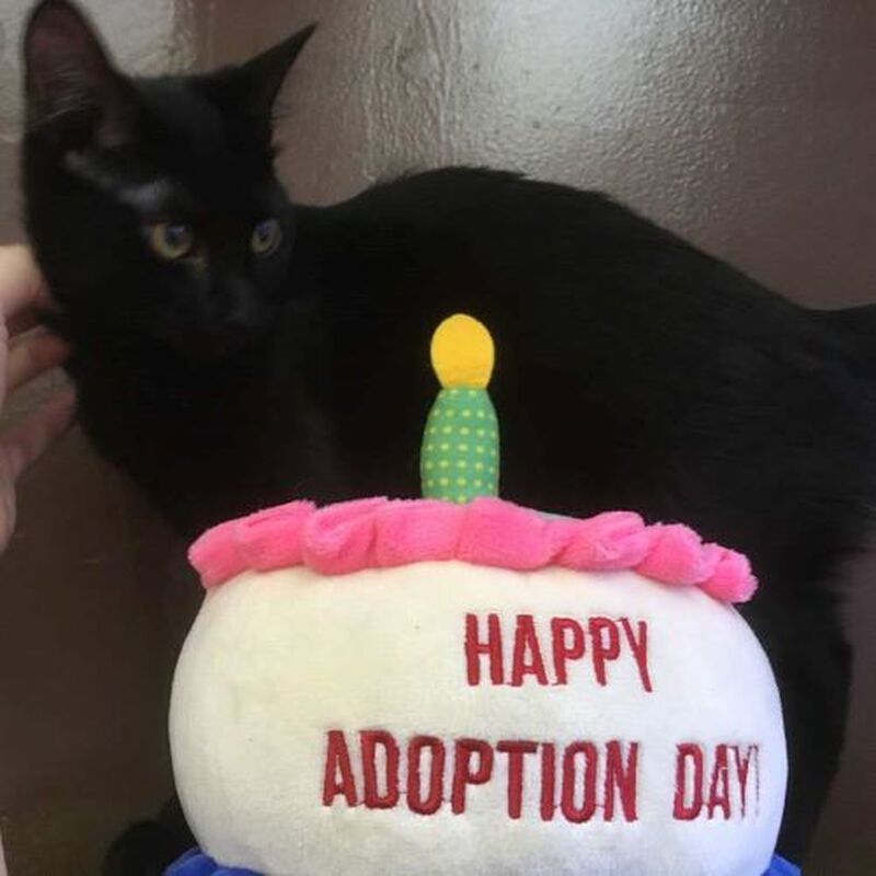 Adoption #184: Darcy