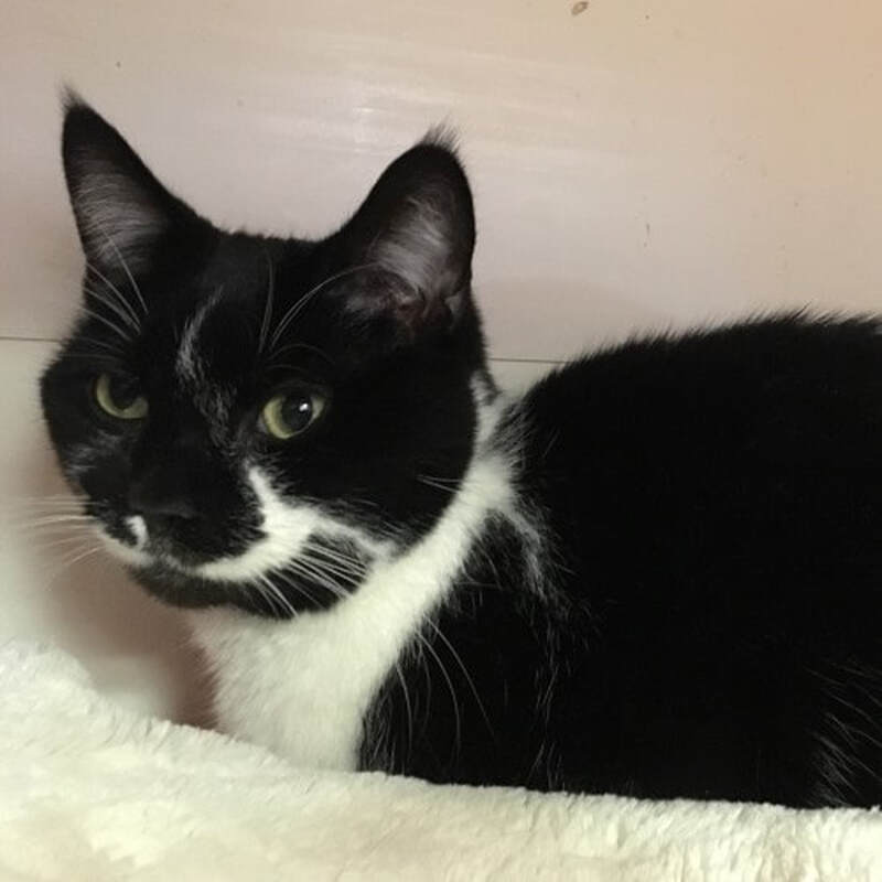 Adoption #49: Dolly