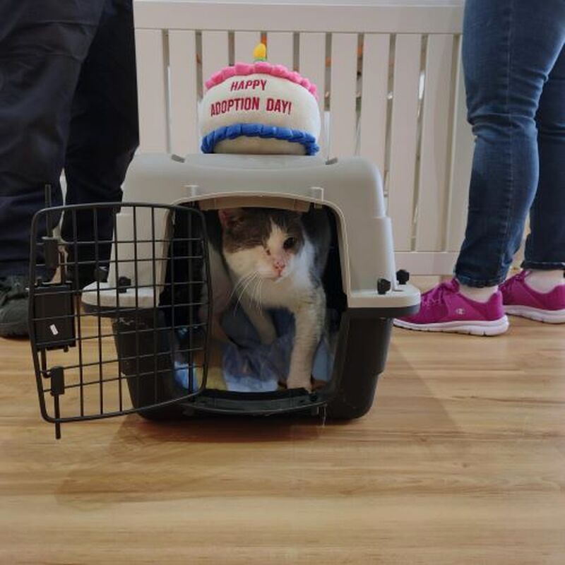 Adoption #189: Hoss