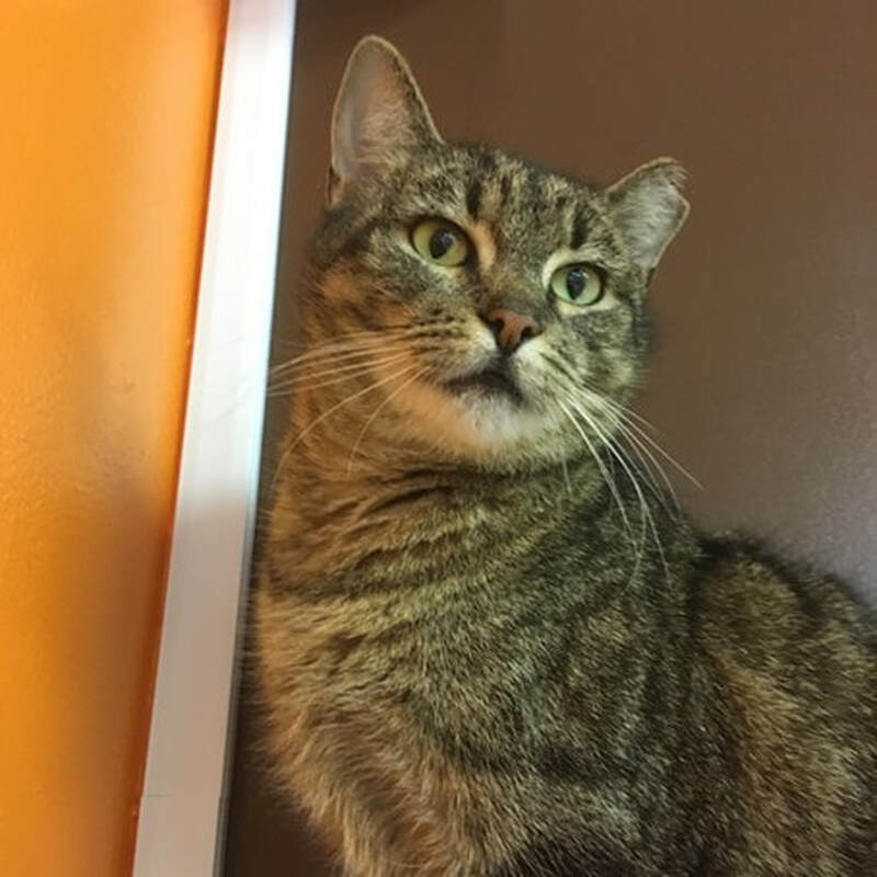 Adoption #57: Marina