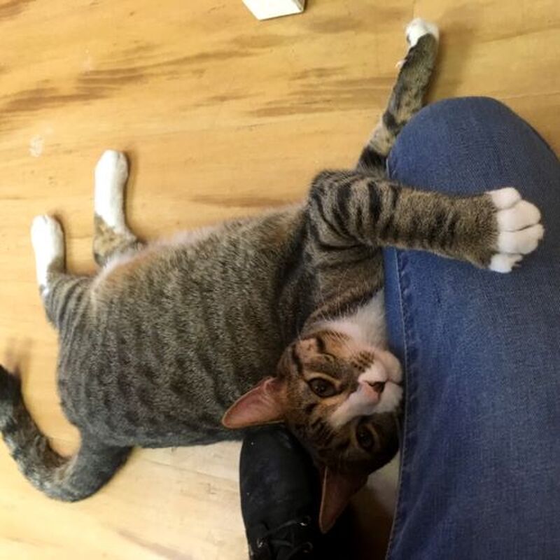 Adoption #104: Milo