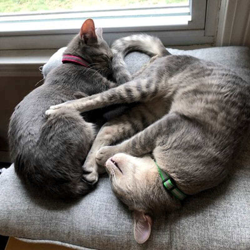 Adoption #77 & #78: Petals & Steve