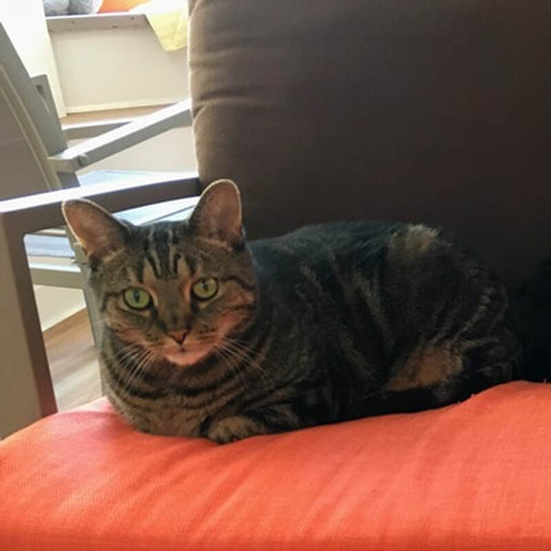 Adoption 74: Sweetie