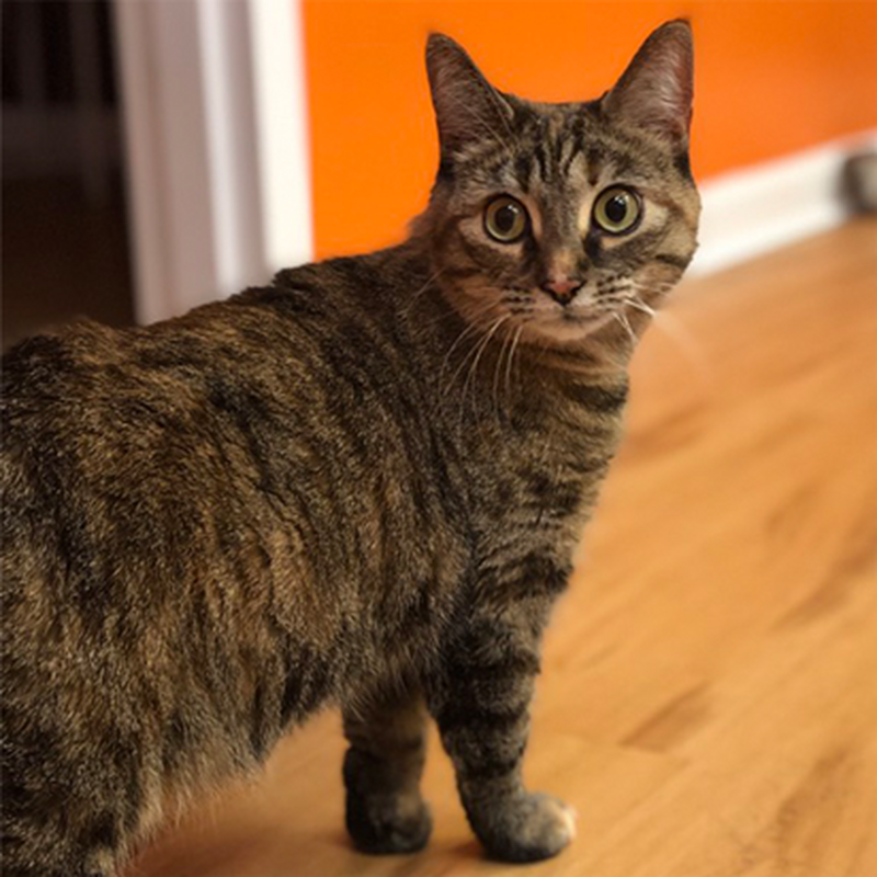 Adoption #63: Tagalong