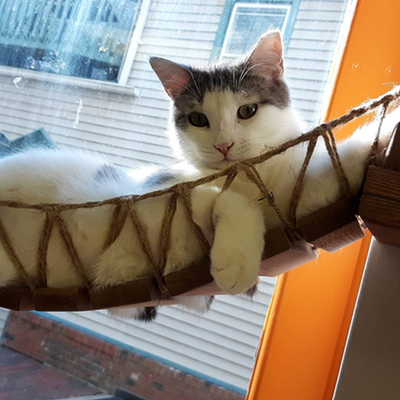 Adoption #60: Tin Man