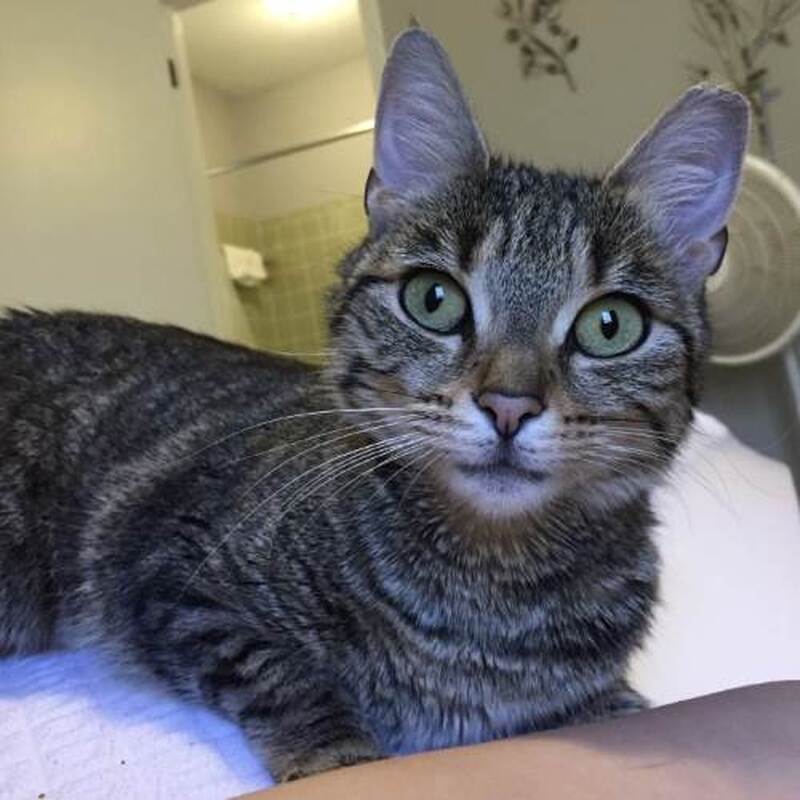 Adoption #136: Willow